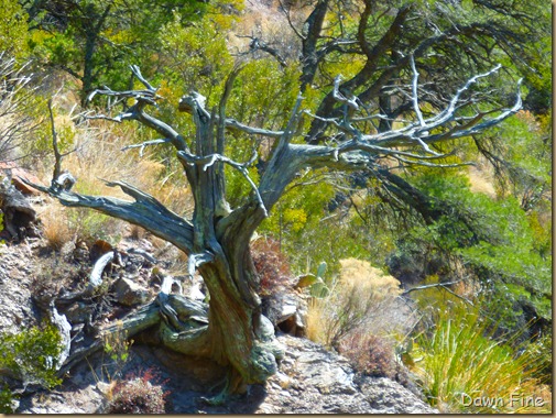 Lost Mine Trail_073