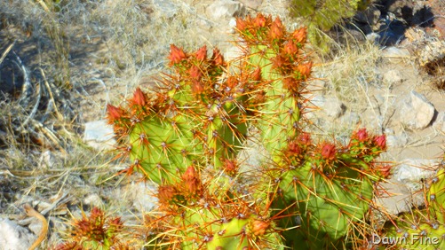 [Bouquillas Canyon_018.jpg]