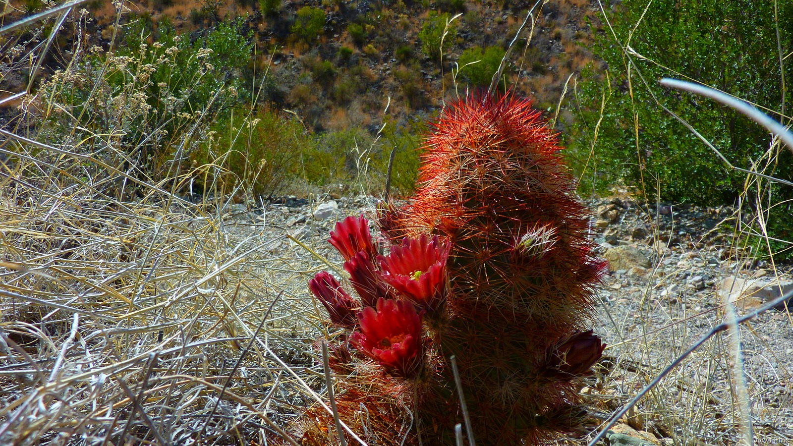 [LAStdaybigbend_0183.jpg]