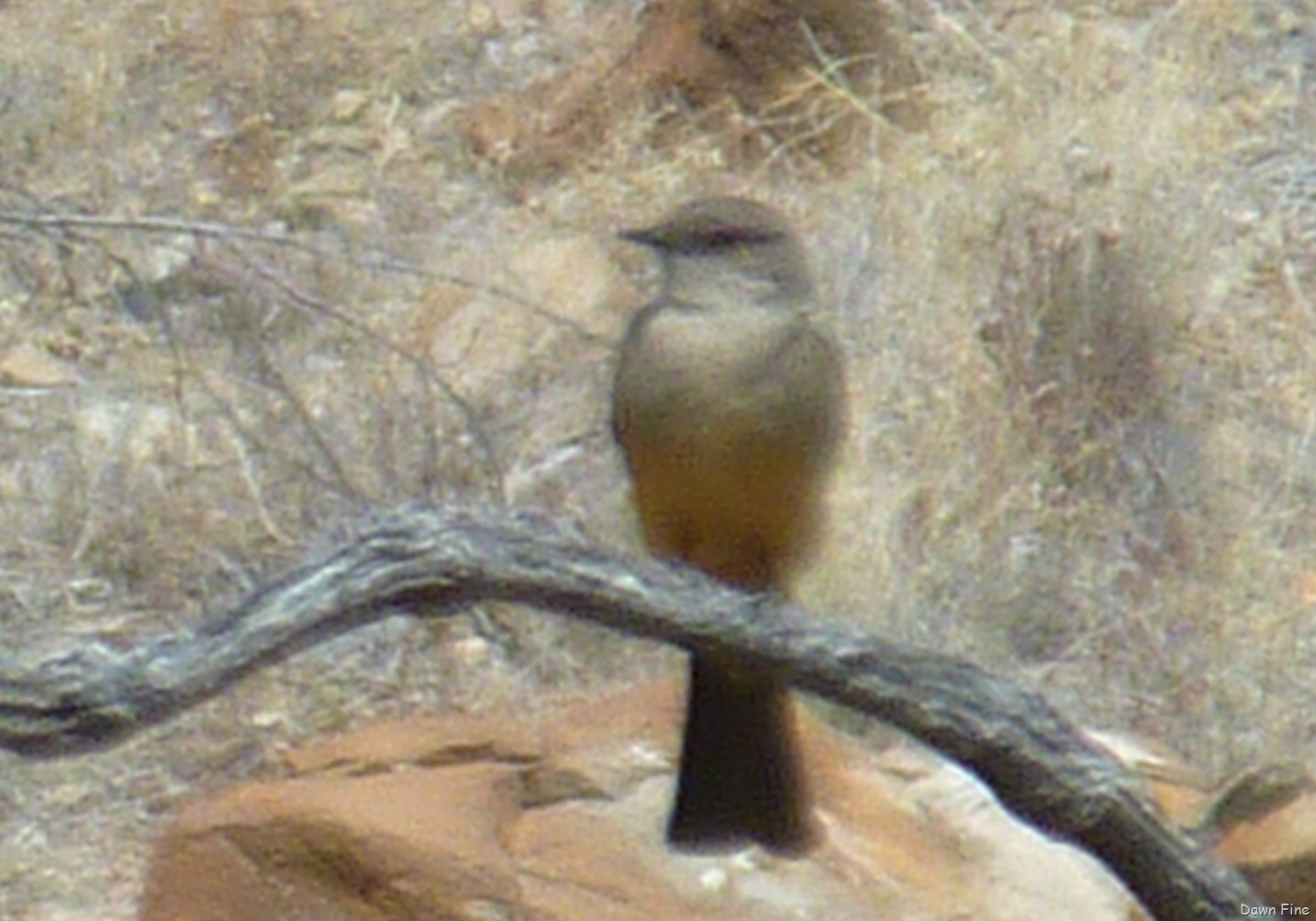 [LAStdaybigbend_0611.jpg]