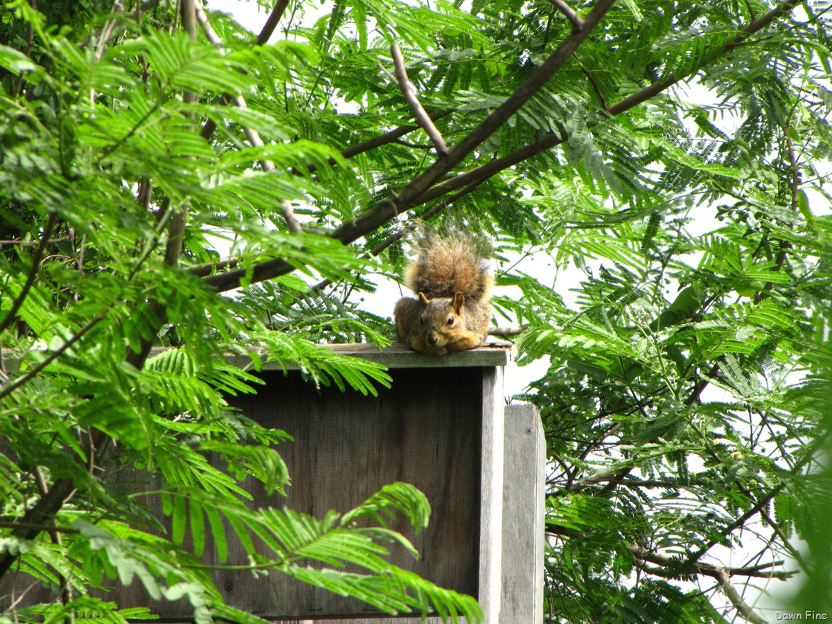 [Birding valley nature center_024[3].jpg]