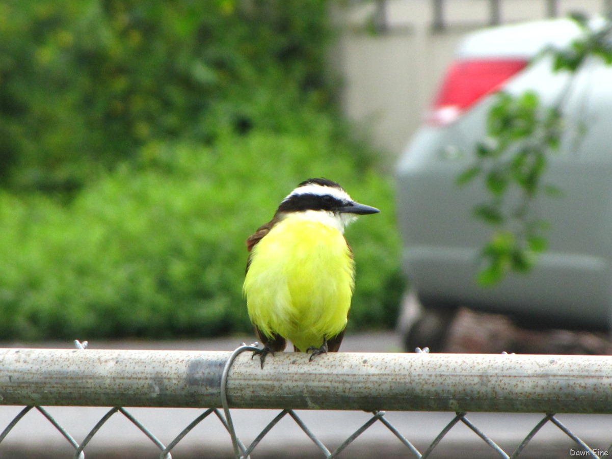 [Birding valley nature center_035[4].jpg]