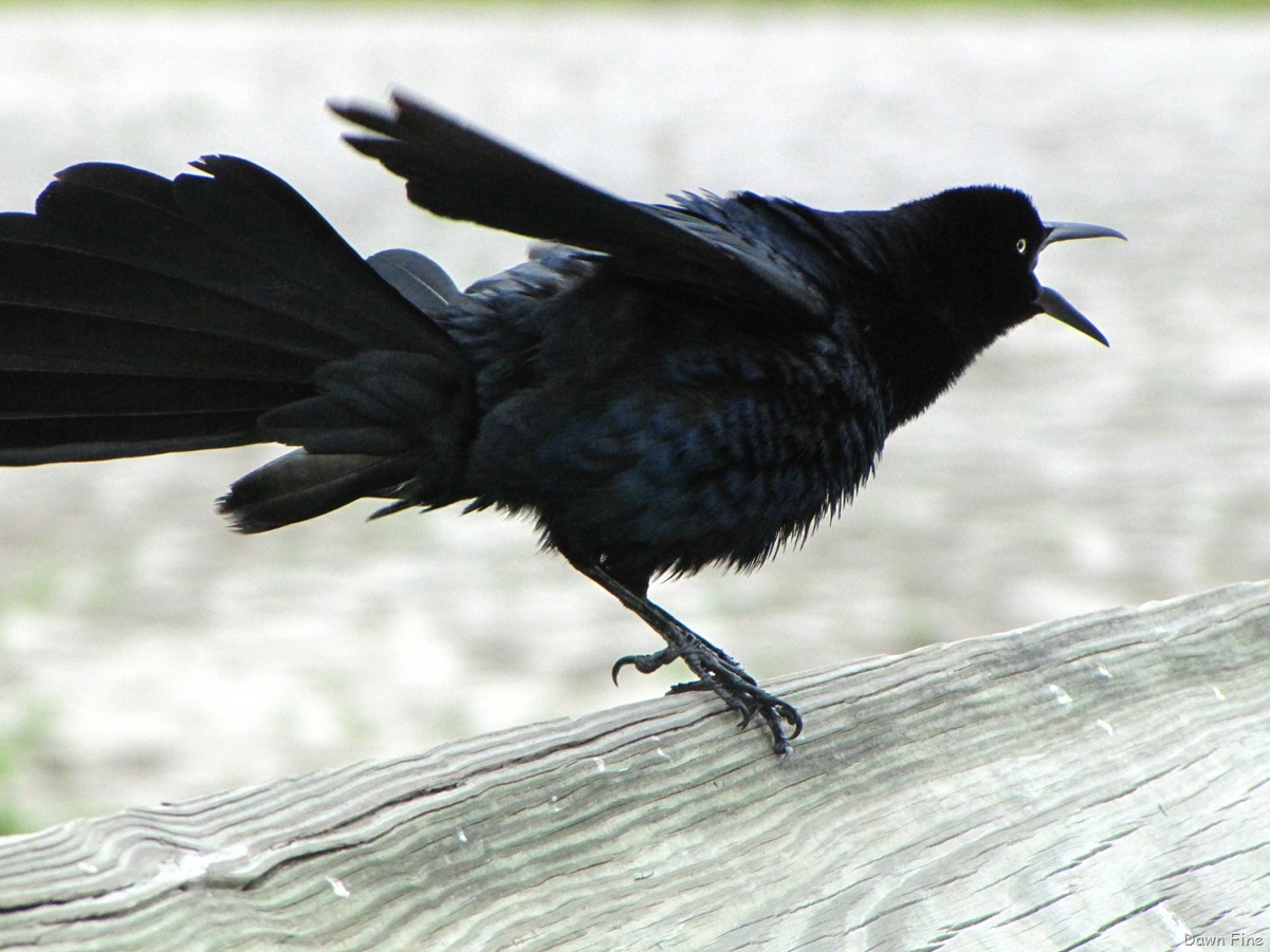 [PadreIslandbirding_093.jpg]
