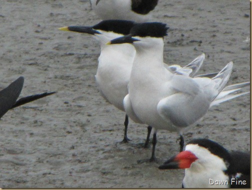 Padre Island birding_069