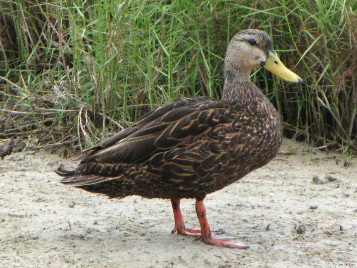 [PadreIslandbirding_110.jpg]
