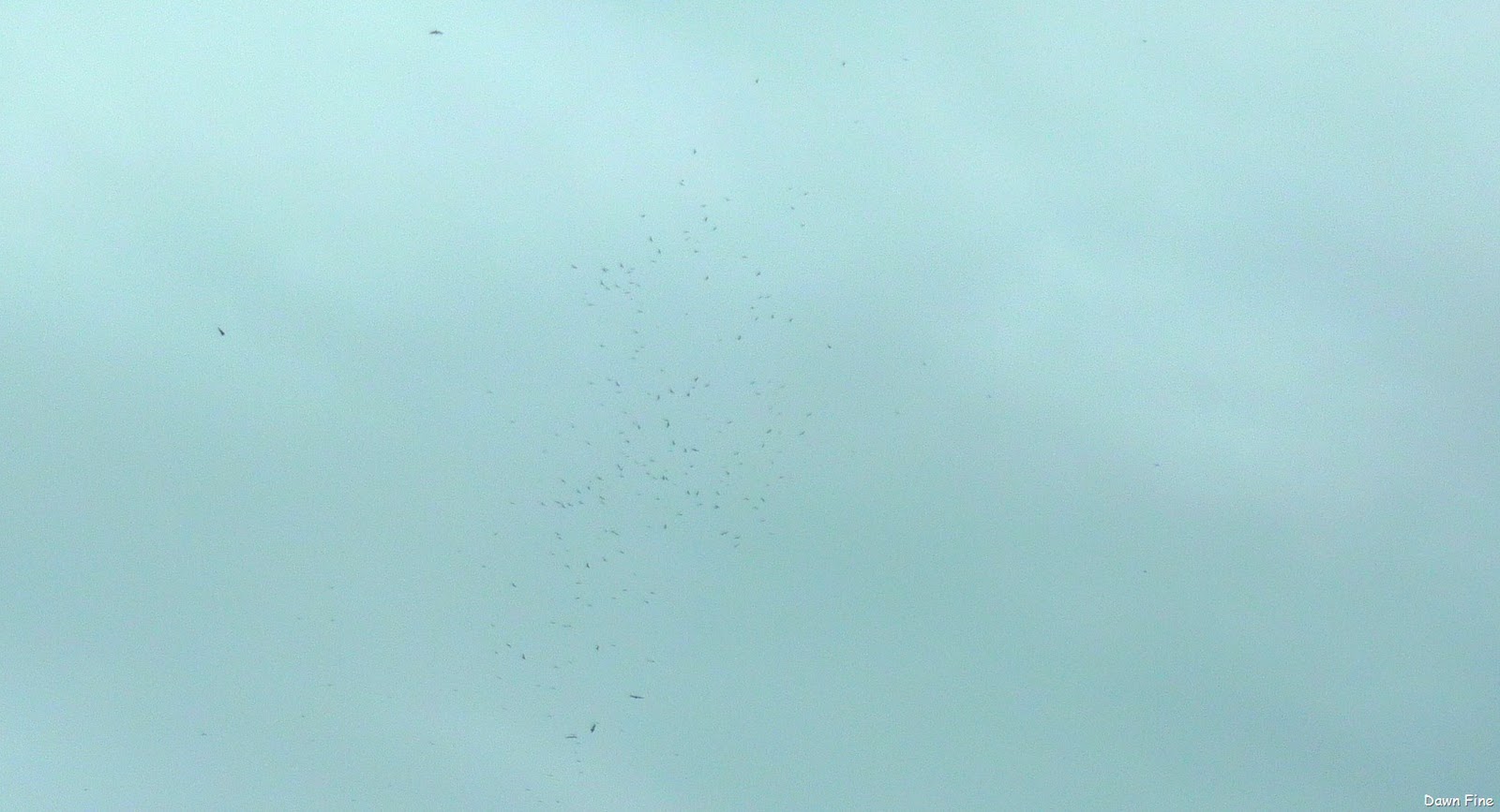 [santaanaandbenston_02923.jpg]