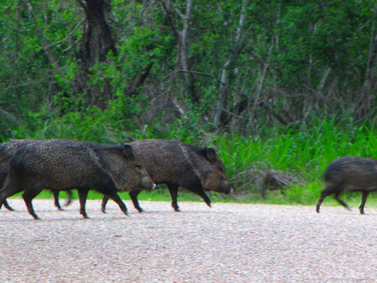 [santa ana and benston_085.jpg]