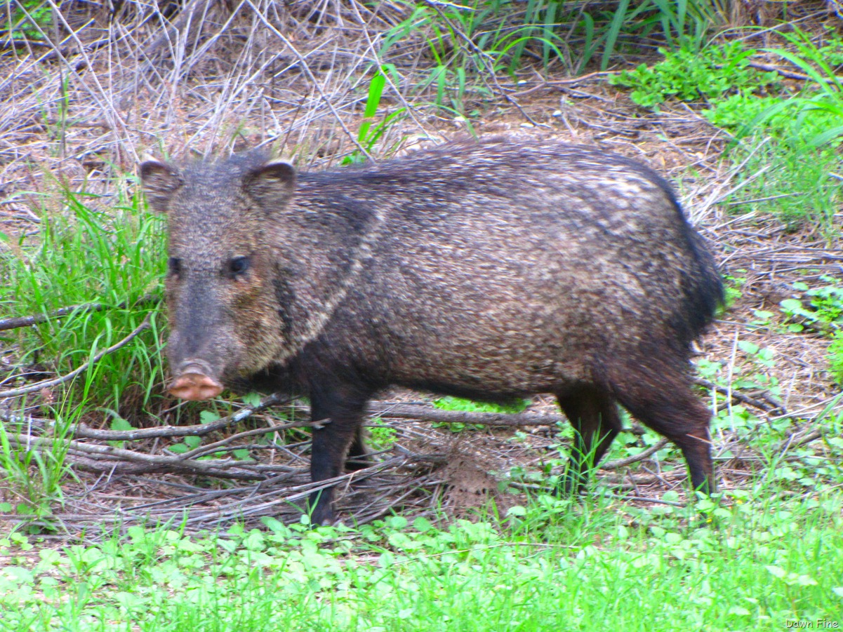 [santaanaandbenston_0873.jpg]