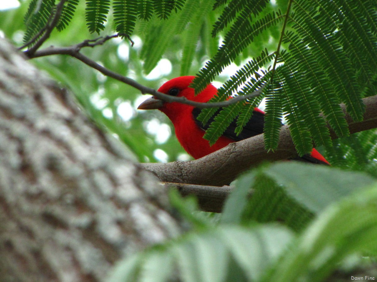 [FALLOUTBIRDING_0633.jpg]