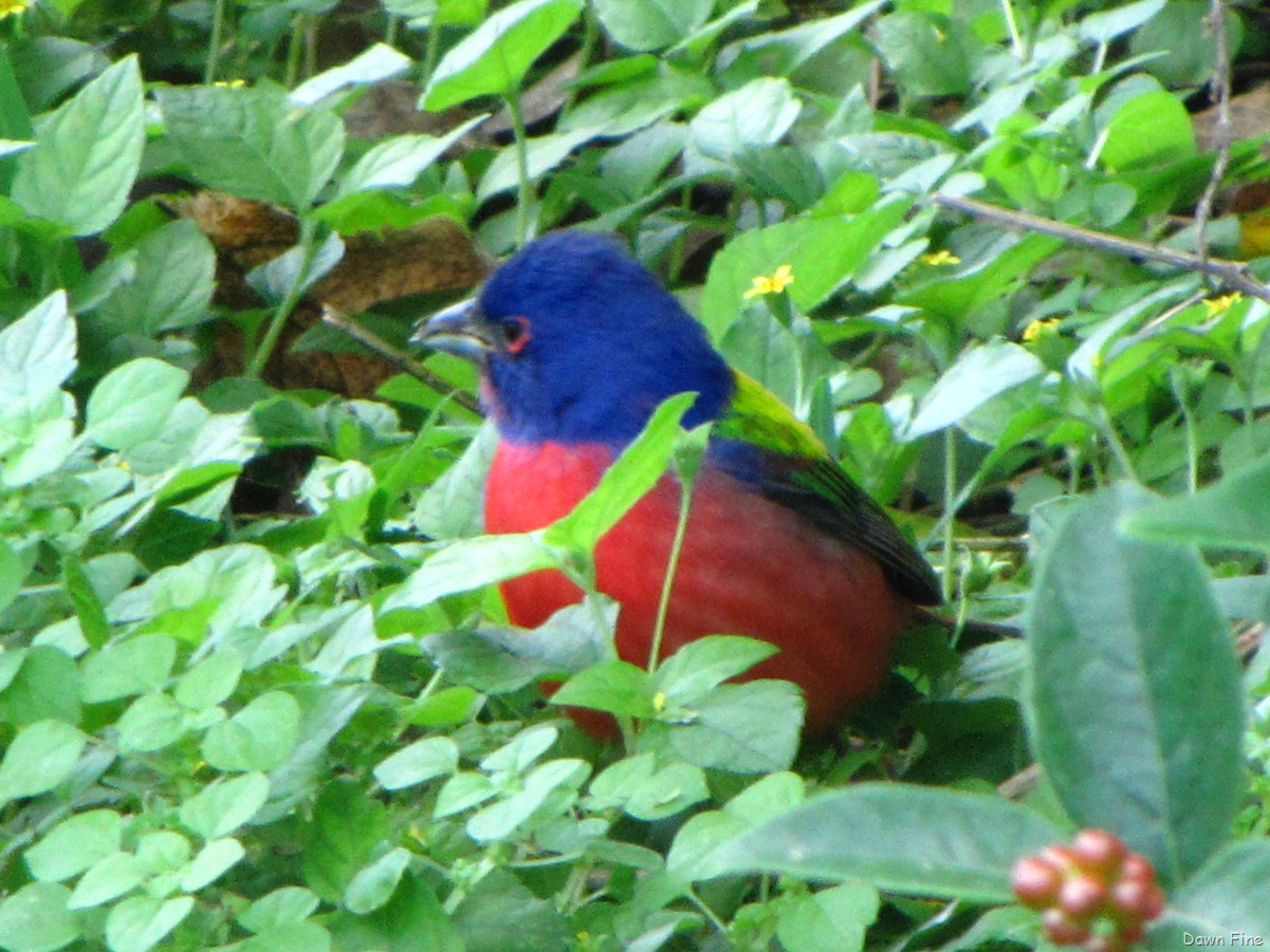 [FALLOUTBIRDING_0603.jpg]