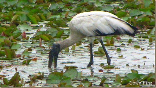 Estero Llano_016