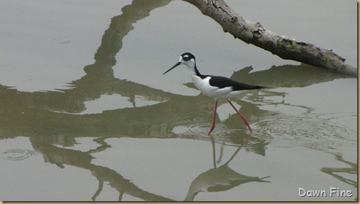 Estero Llano_011