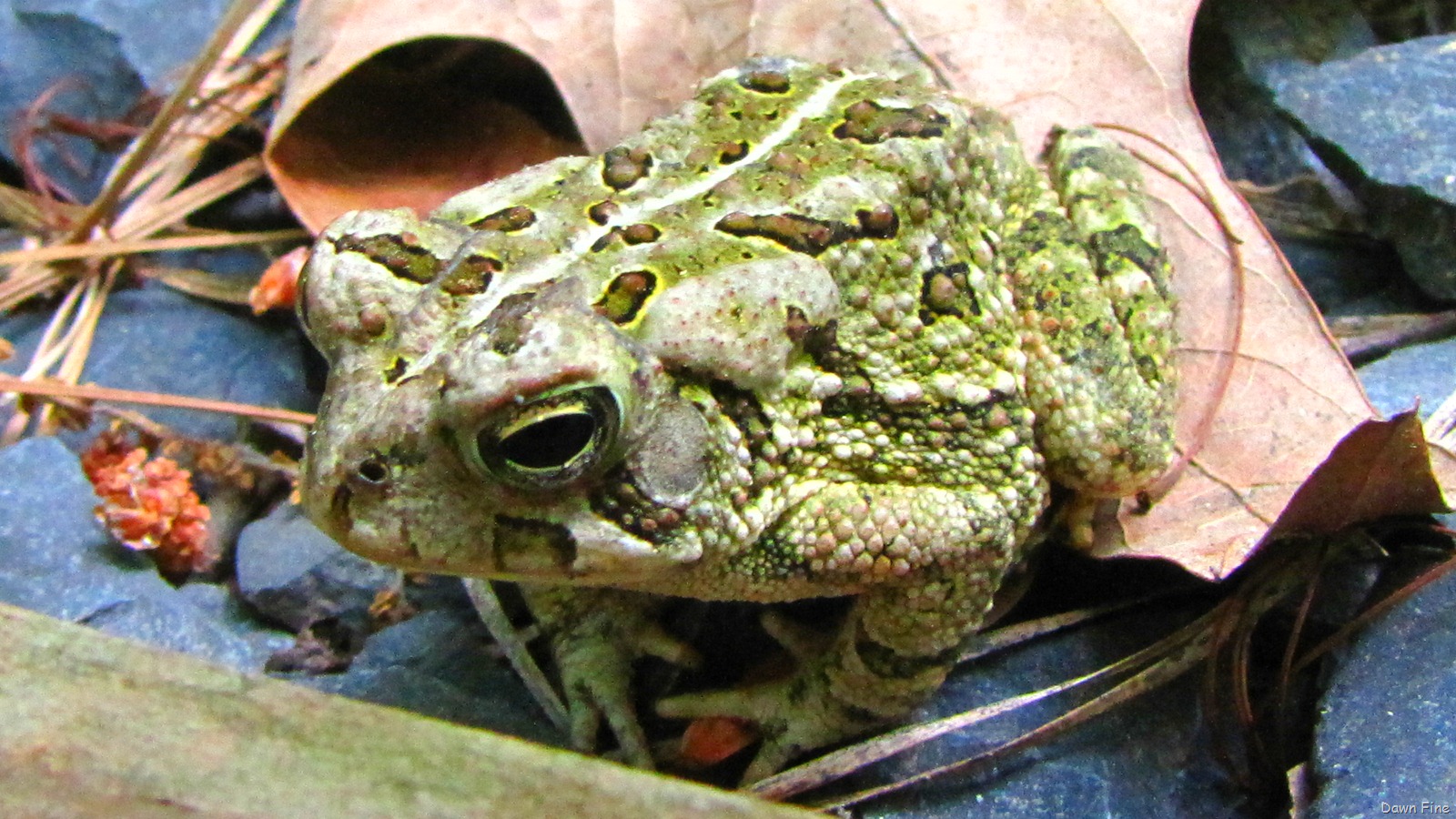 [Pee Dee NWR_064.jpg]