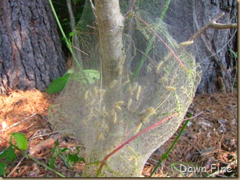 Pee Dee NWR_032