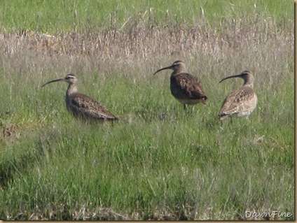 Nummy Island, NJ_20090520_043