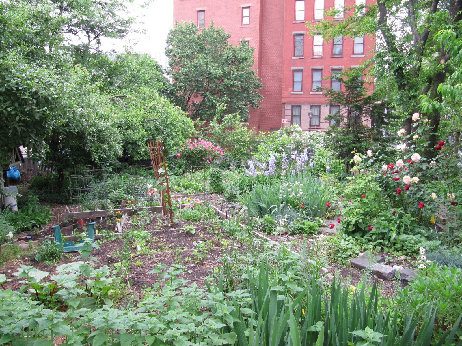 [sams garden_20090528_020[3].jpg]