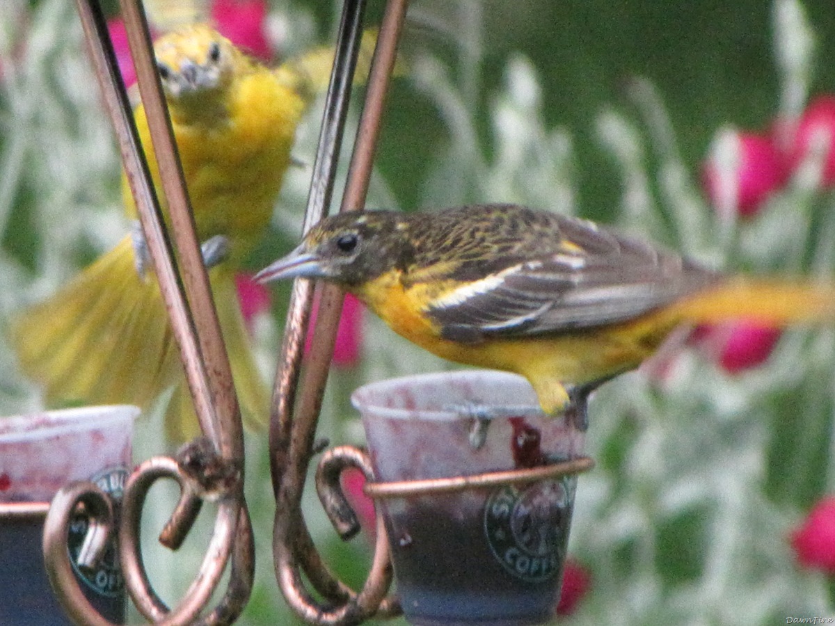 [birdsatfeeder_20090624_0292.jpg]
