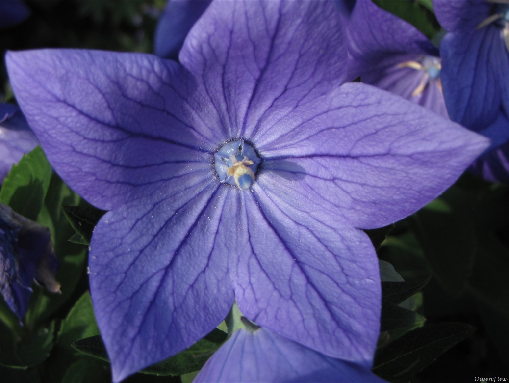 [lorisgarden_20090718_0244.jpg]