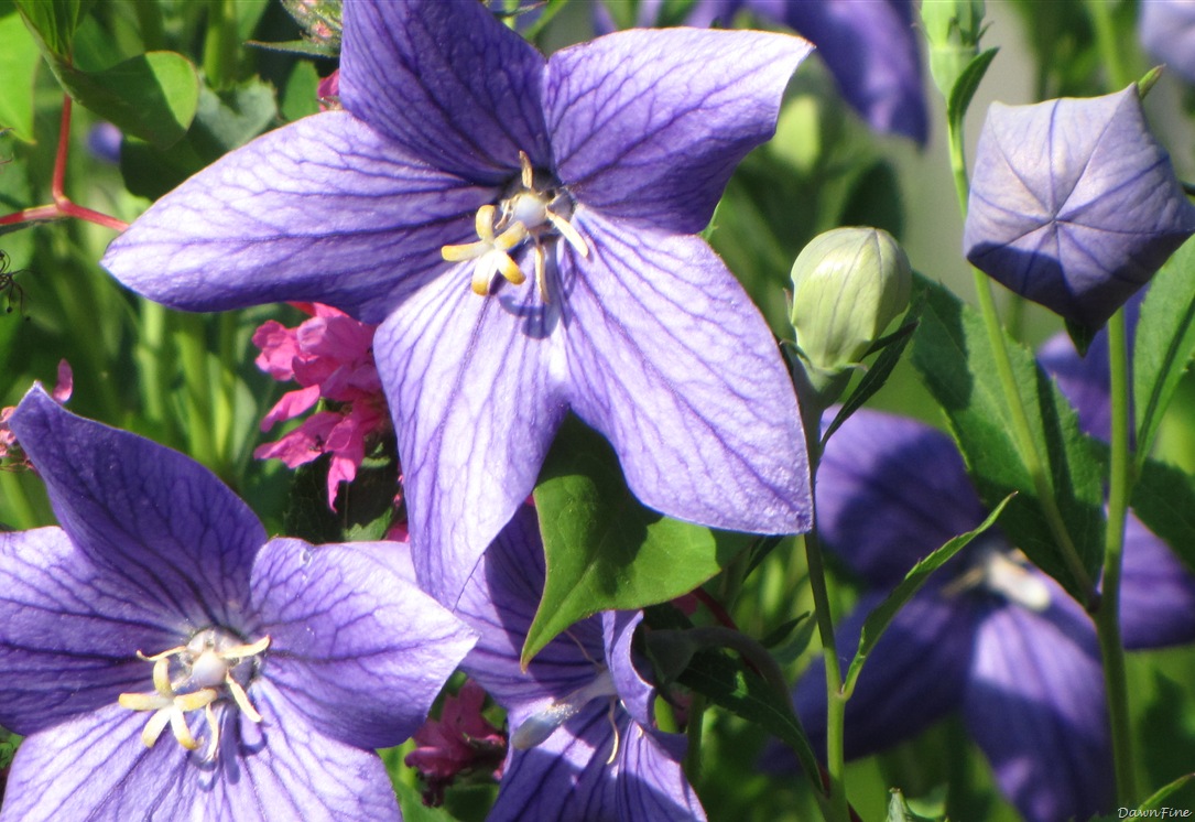 [lorisgarden_20090718_0433.jpg]