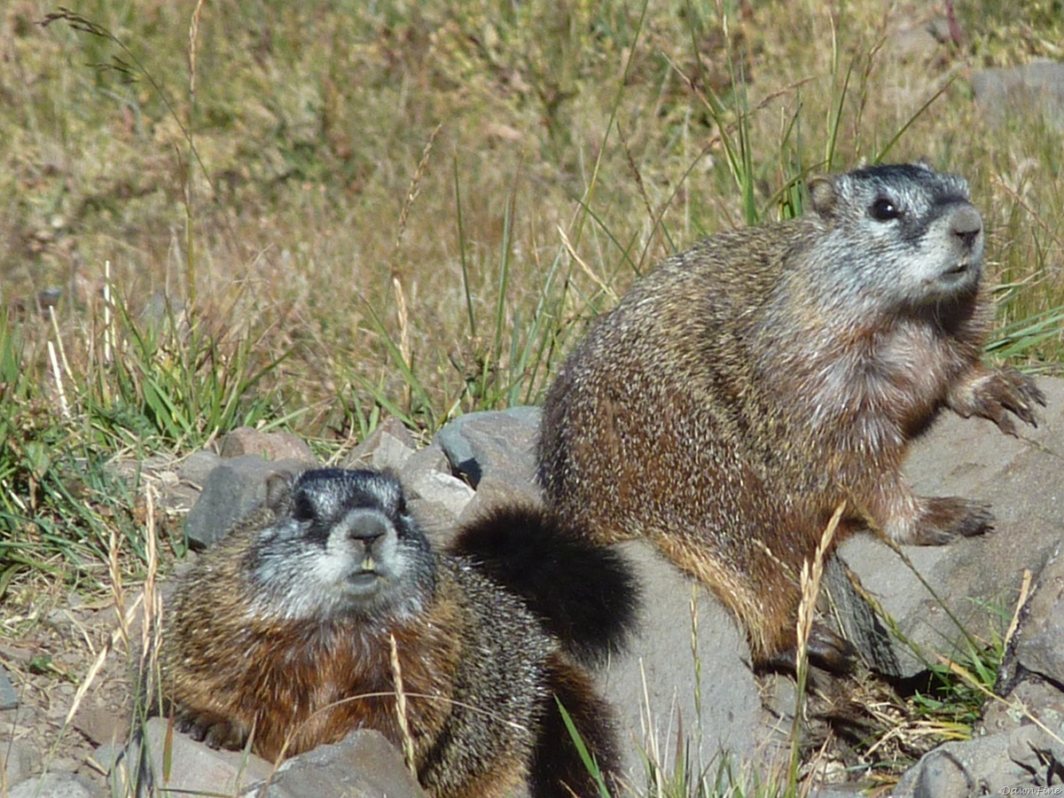 [mtwashburnhike_20090902_0422.jpg]