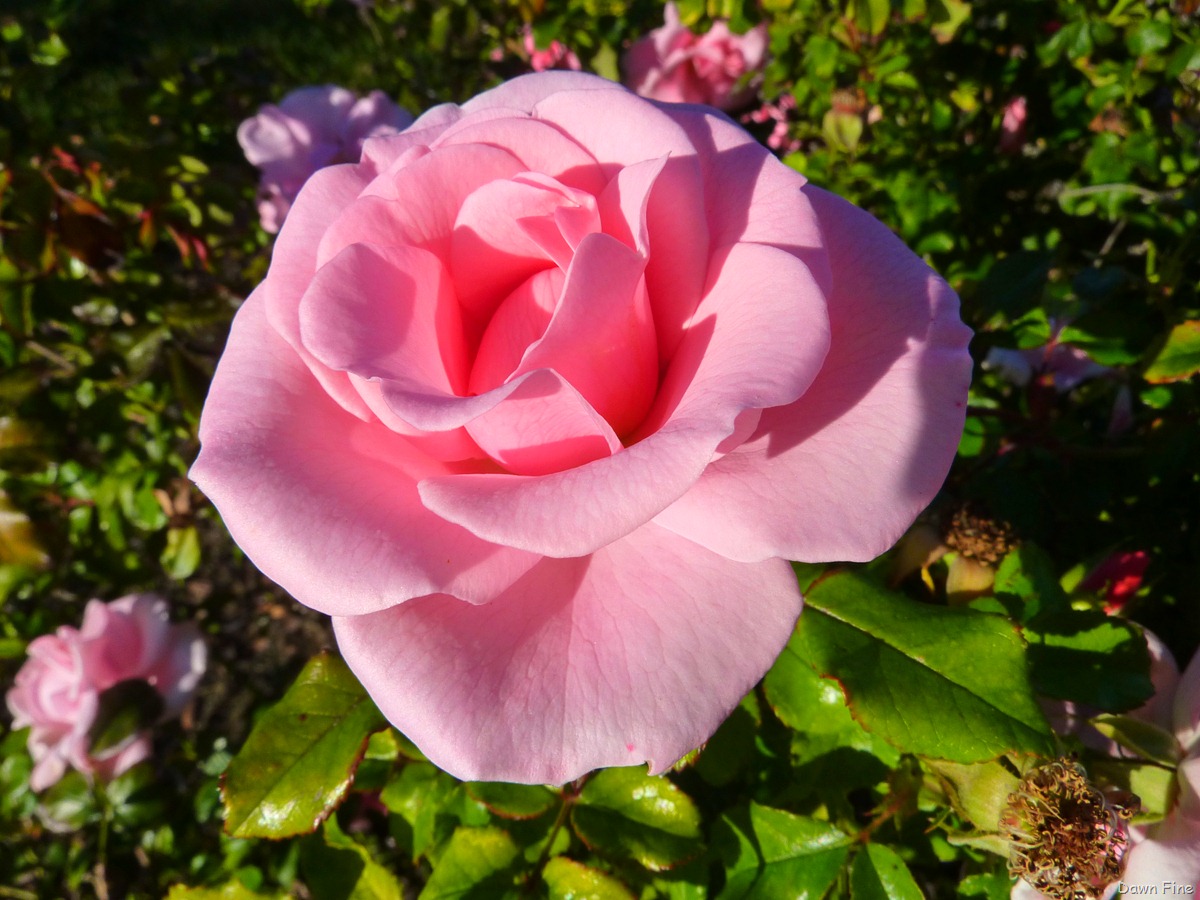 [UC Davis_037[3].jpg]