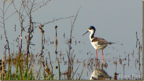 Consumnes birding_099 Consumnes birding_099
