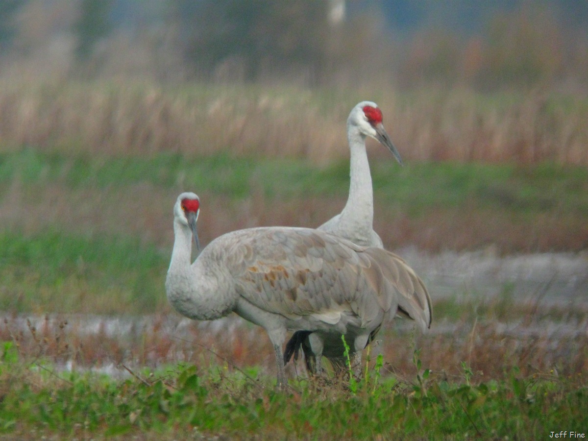 [Consumnesjeffspics_0015.jpg]