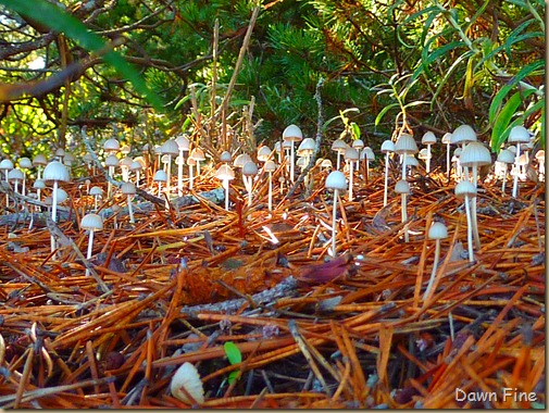 mushroom foray_010