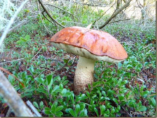mushroom foray_026