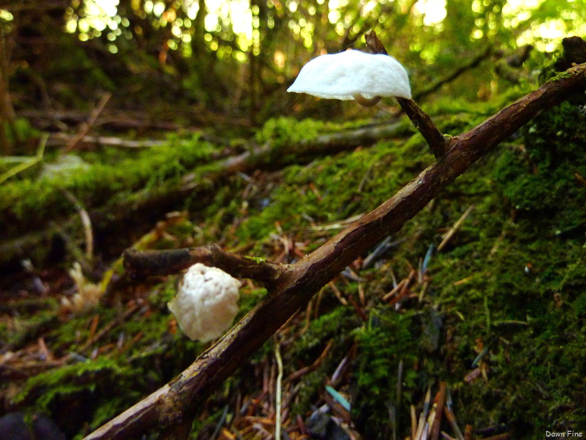 [mushrooms_0062.jpg]
