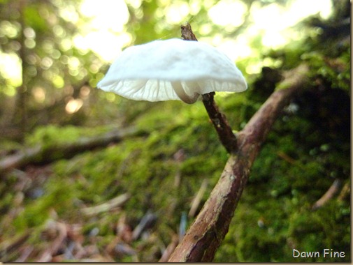 mushrooms_007