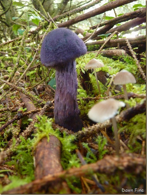 mushrooms_013