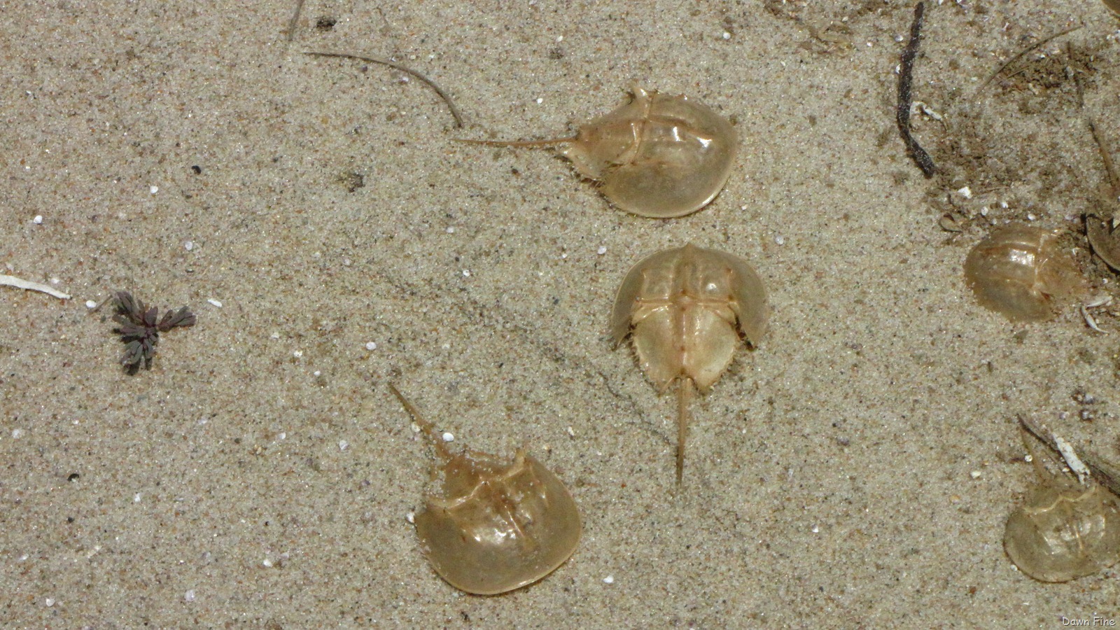 [southbeachbirding_1053.jpg]