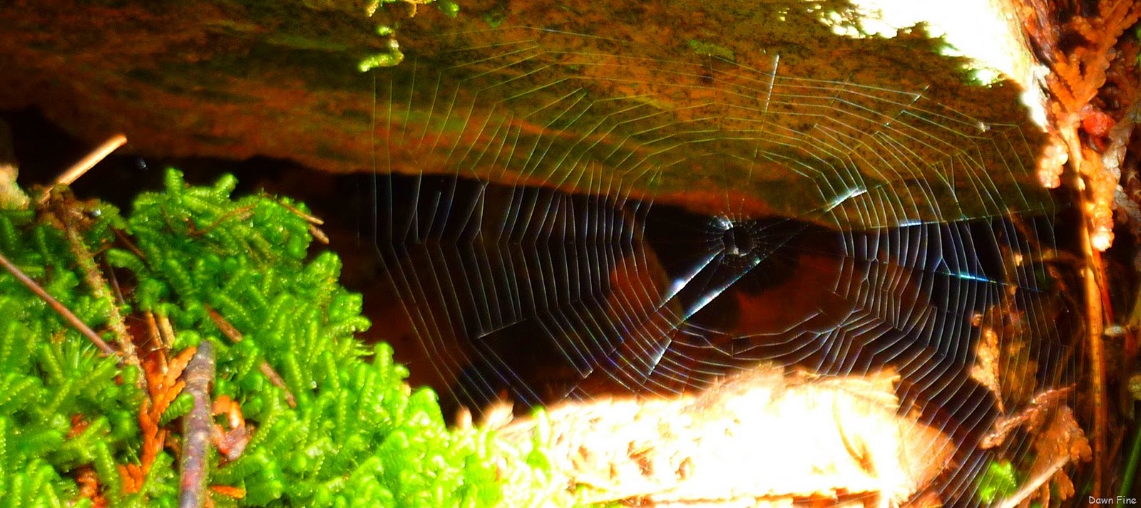 [Sargent mountain hike_026.jpg]