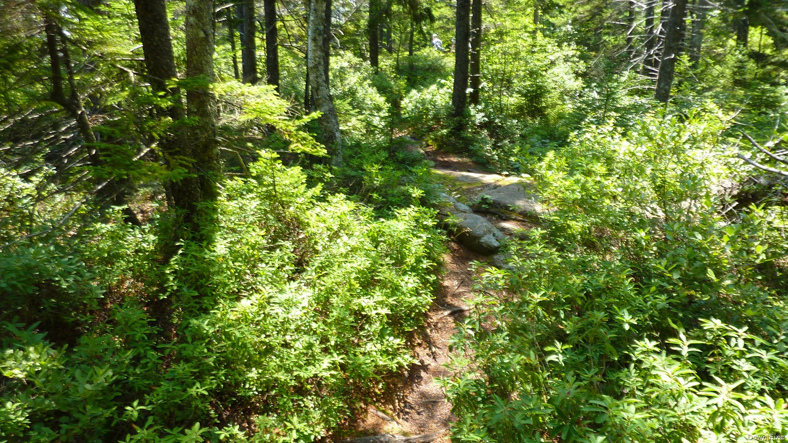 [Sargentmountainhike_1654.jpg]