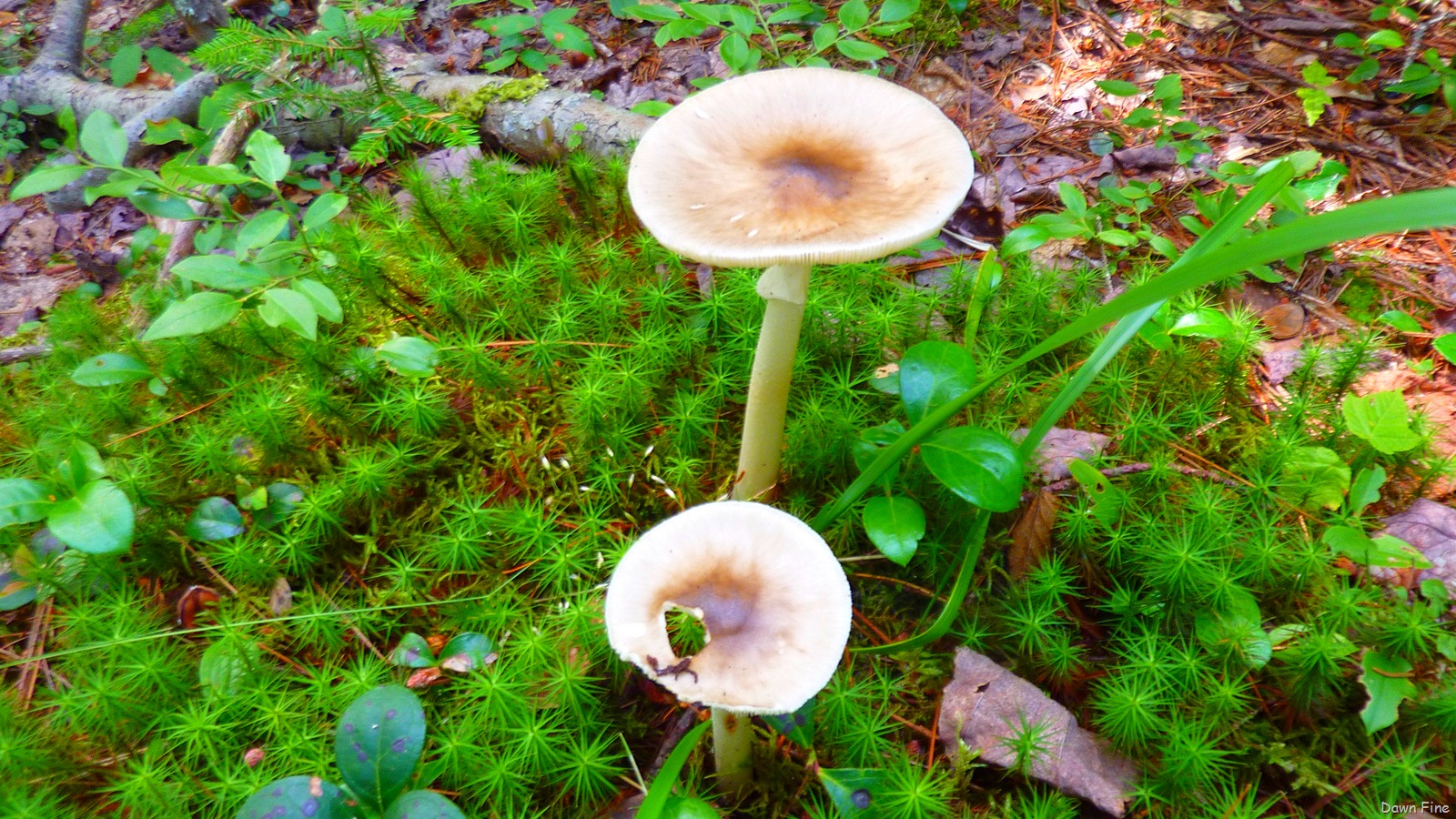 [Sargentmountainhike_1804.jpg]