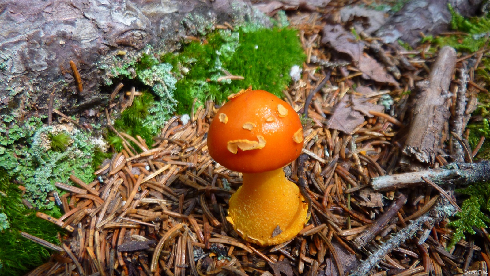 [Sargentmountainhike_1912.jpg]