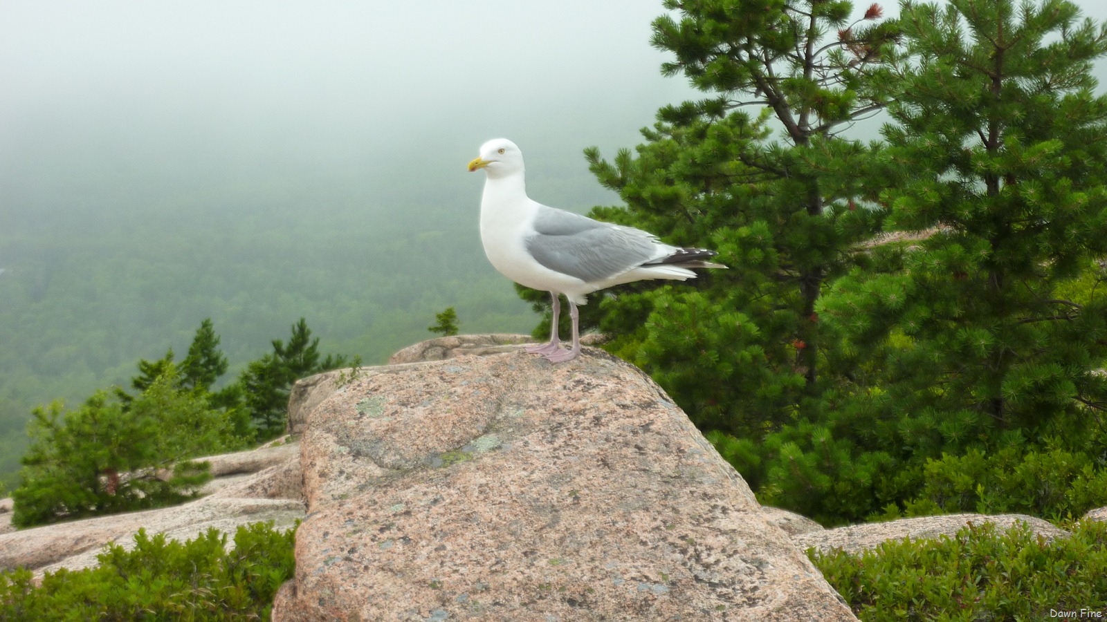 [Gorham mt hike_075.jpg]