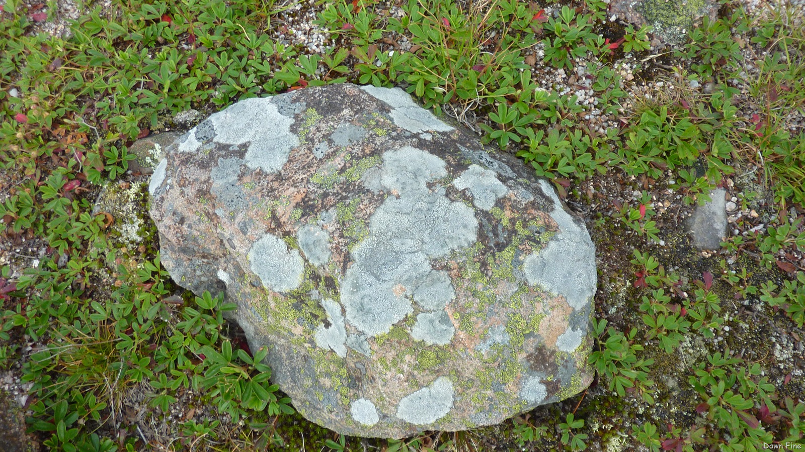 [Gorham mt hike_064.jpg]