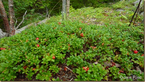 Gorham mt hike_093