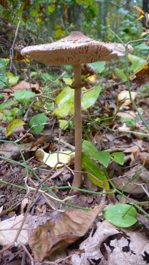 [bluff point_010 (1)[5].jpg]