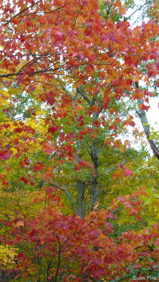 [Lantern-Hill_0424.jpg]