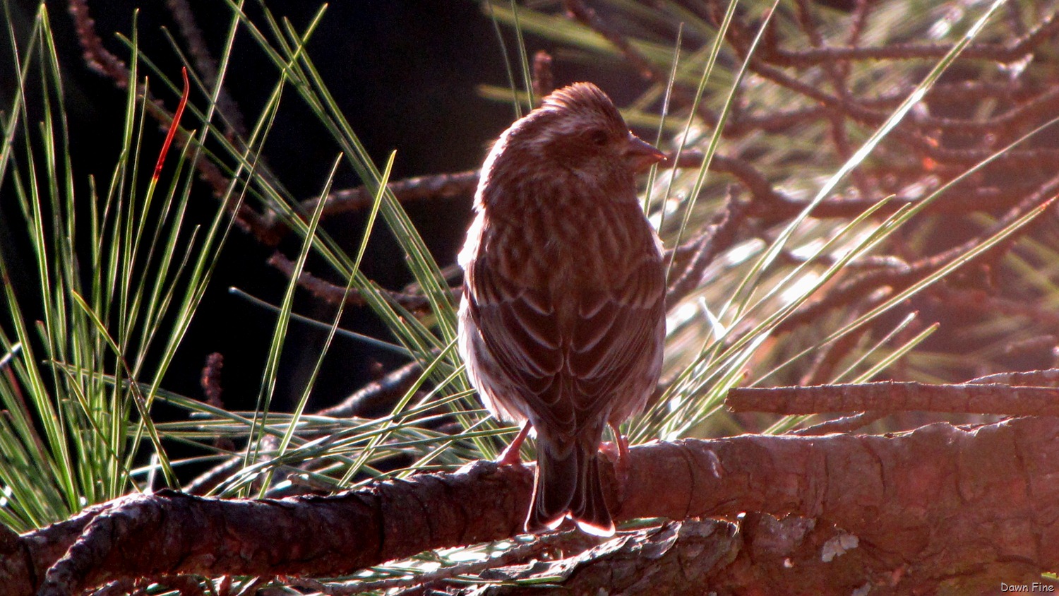 [Birds Carthage_033[11].jpg]