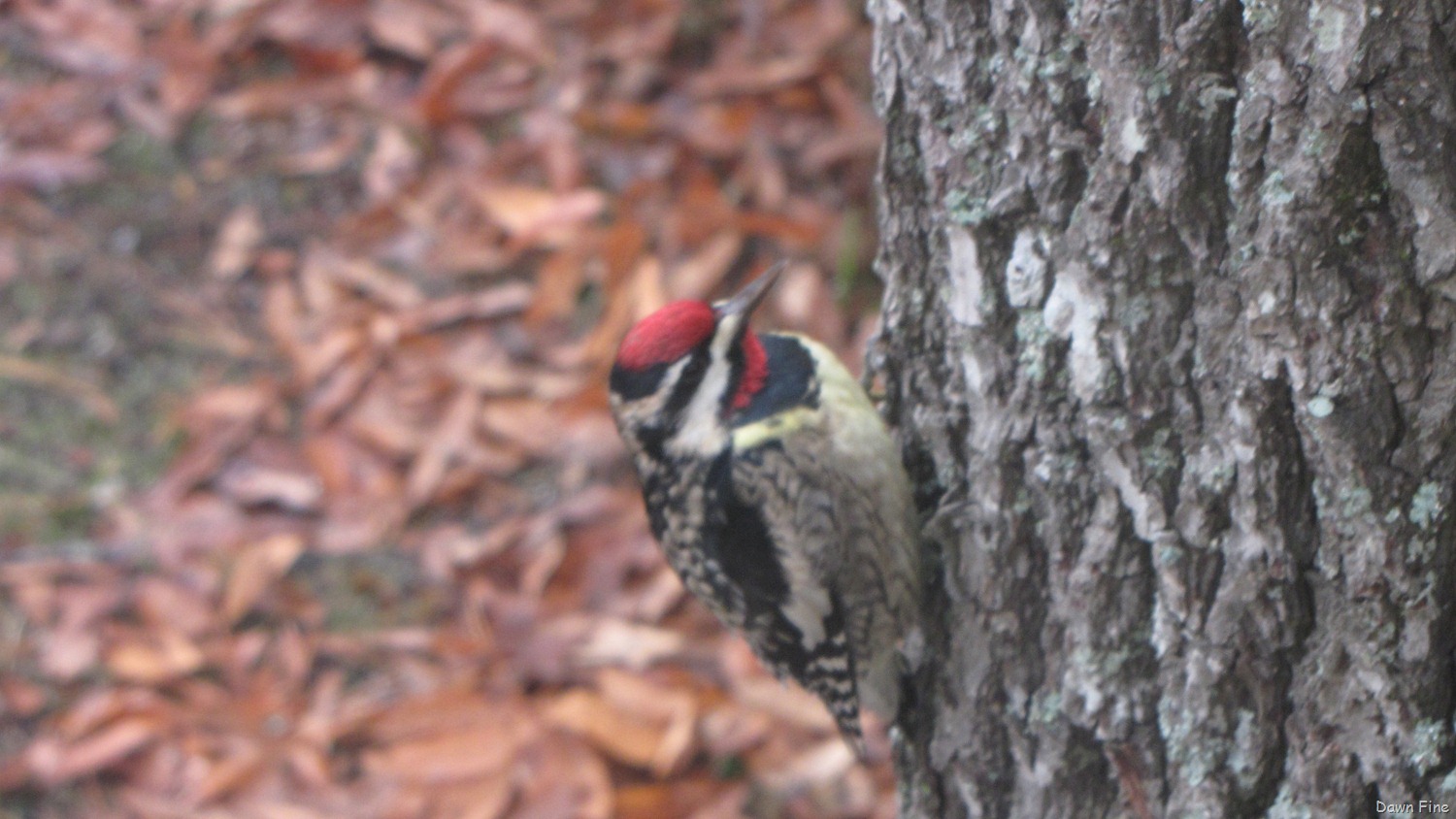 [birds carthage feeders_050[3].jpg]