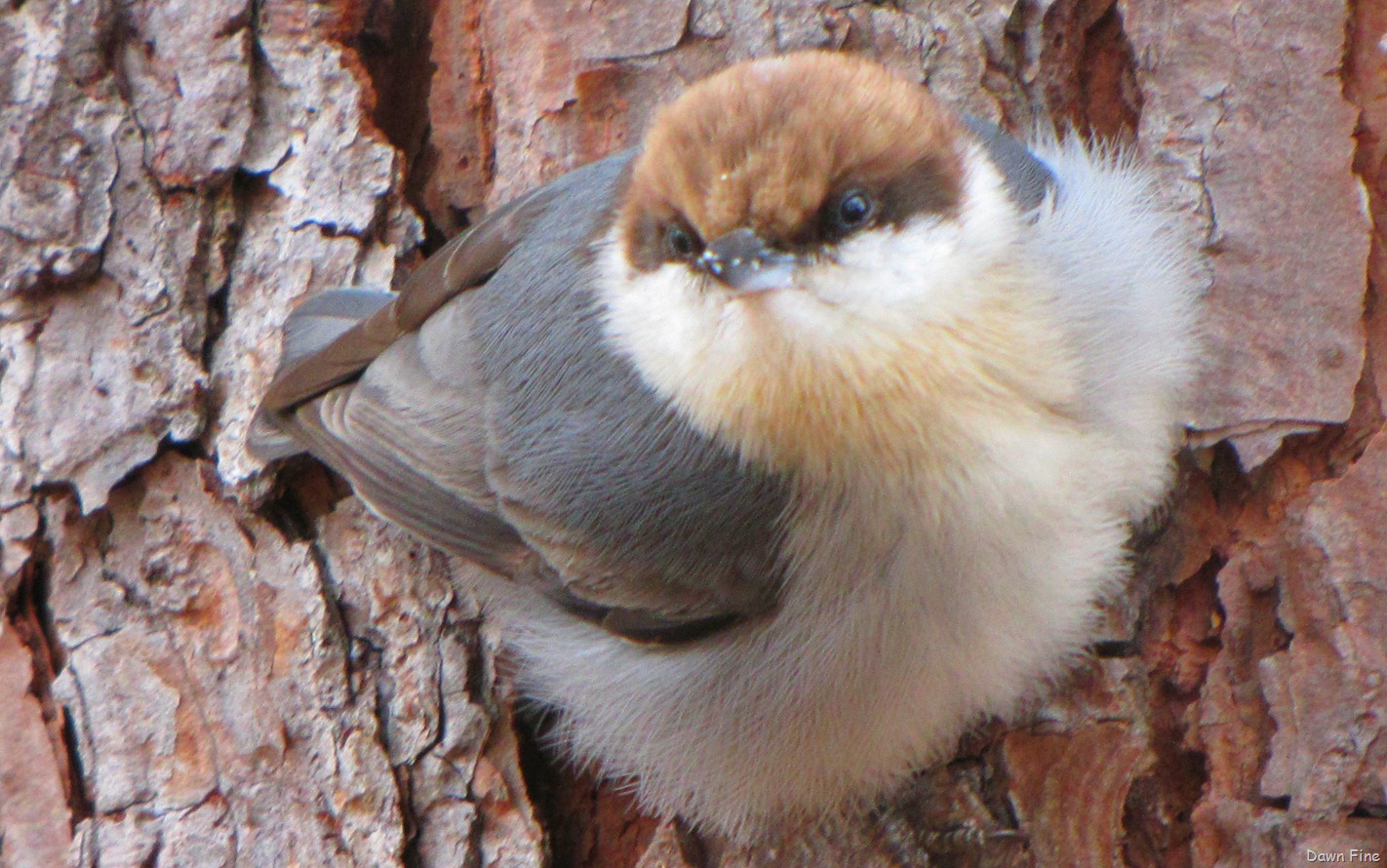 [Birds and bark butter_049[5].jpg]