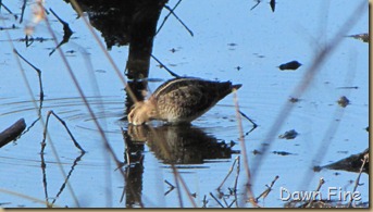 harris neck nwr_105