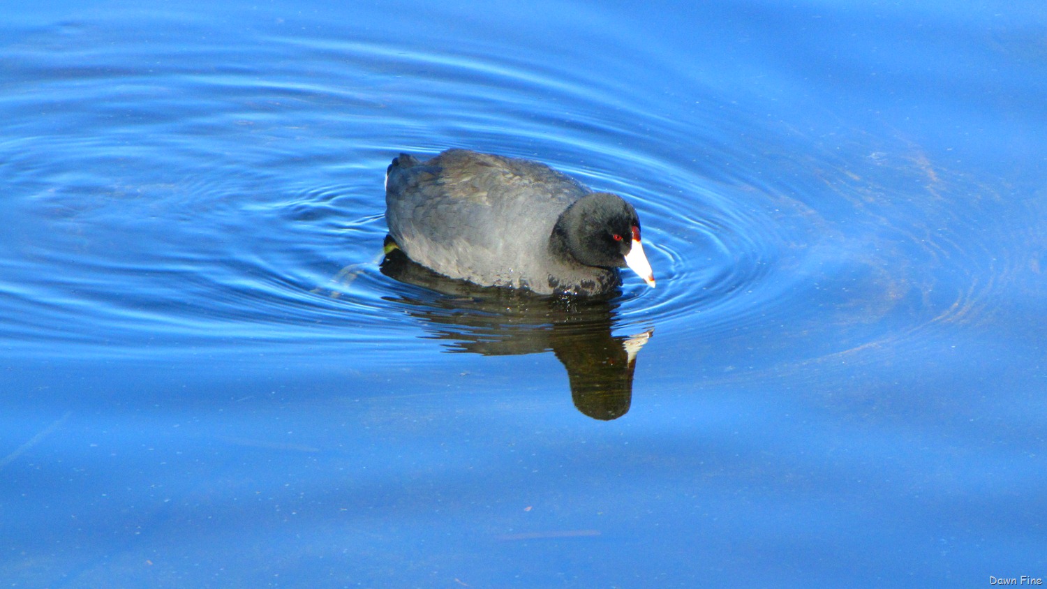 [harris-neck-nwr_1154.jpg]