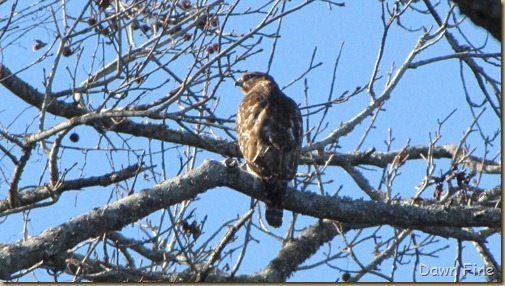 harris neck nwr_128