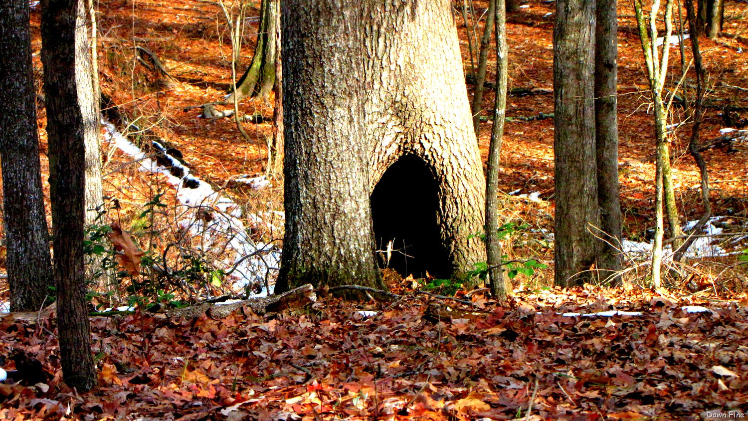 [Pee Dee_016[9].jpg]