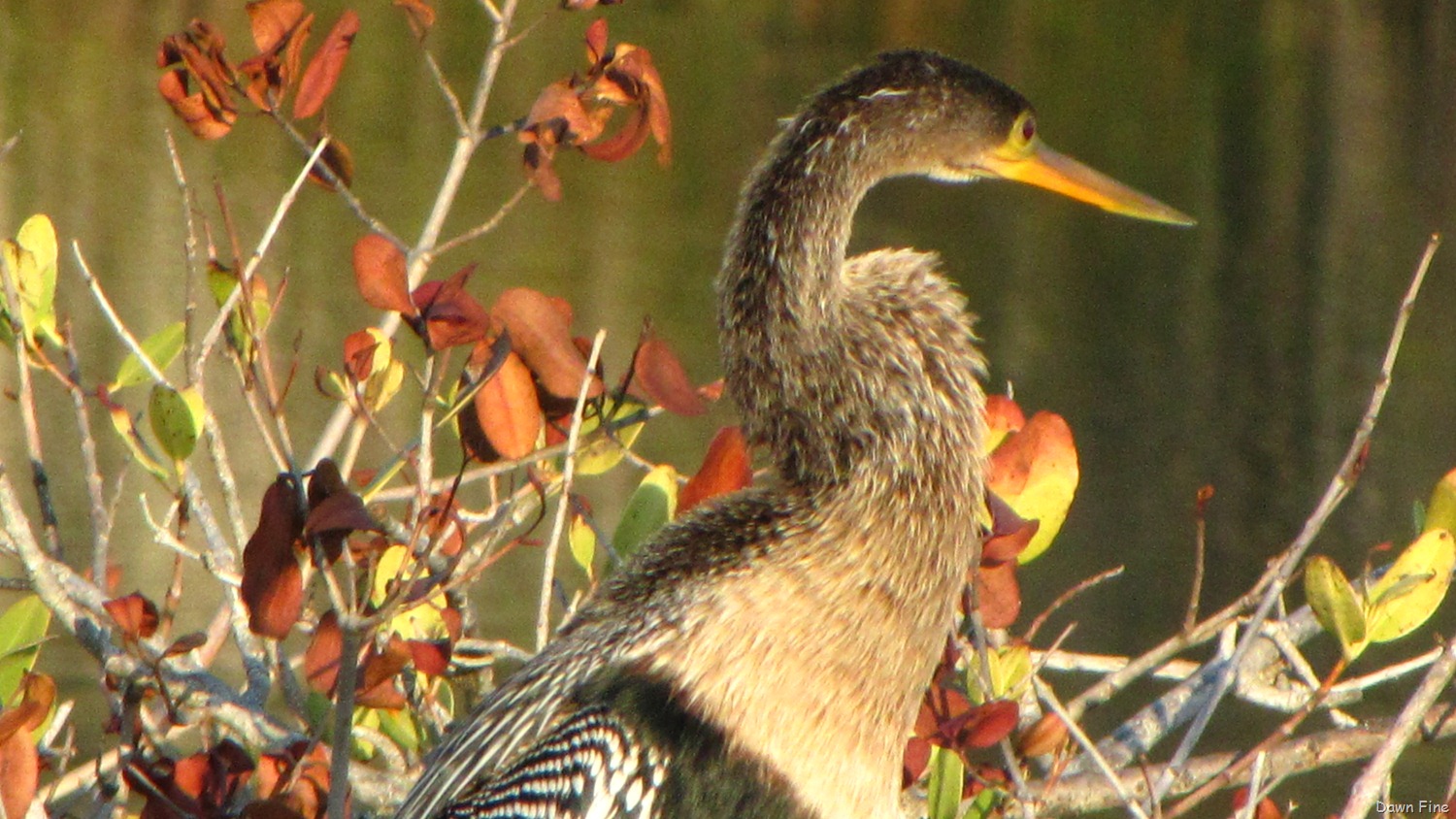 [Black Point drive, Gator road_097[3].jpg]